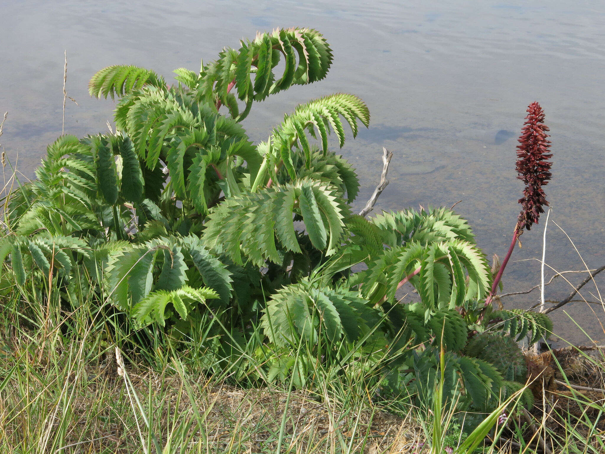 Image de Melianthus major L.