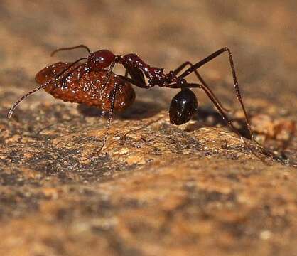 Image of Aphaenogaster swammerdami Forel 1886