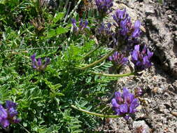 Image of Astragalus leontinus Wulfen