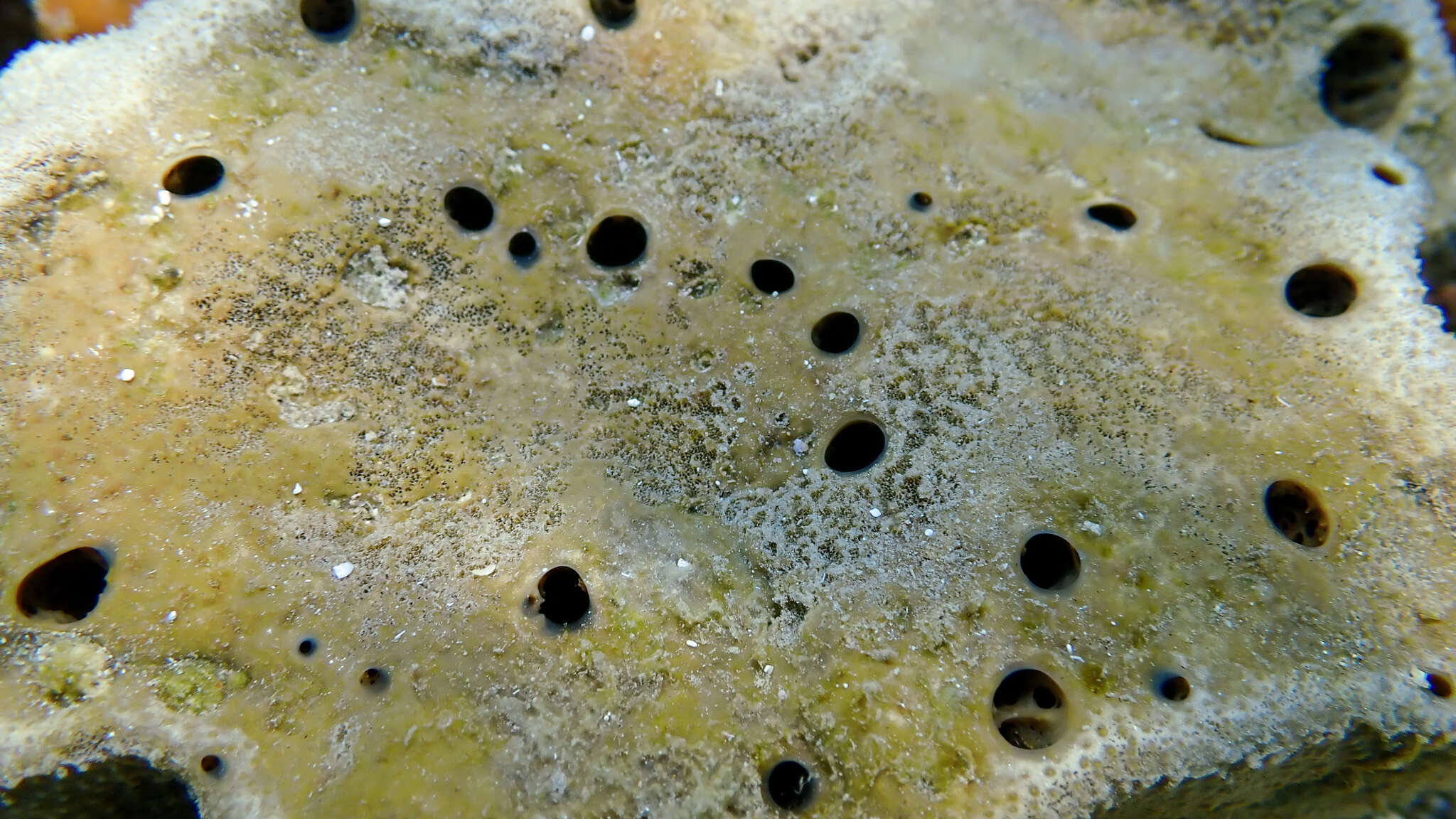 Image of stinker sponge