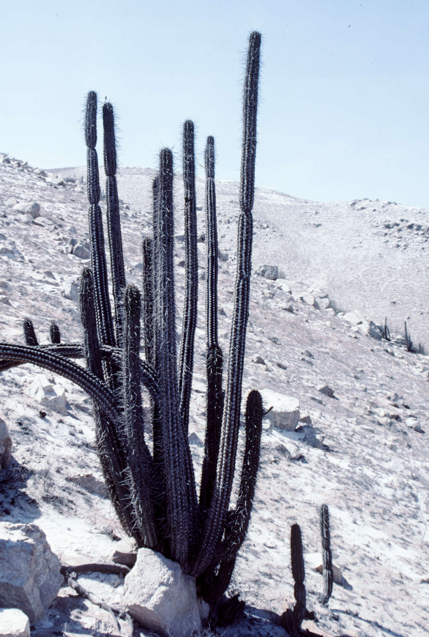 Image de Weberbauerocereus cephalomacrostibas (Werderm. & Backeb.) F. Ritter