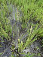 Image of southern cutgrass