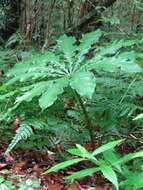 Arisaema taiwanense var. taiwanense的圖片