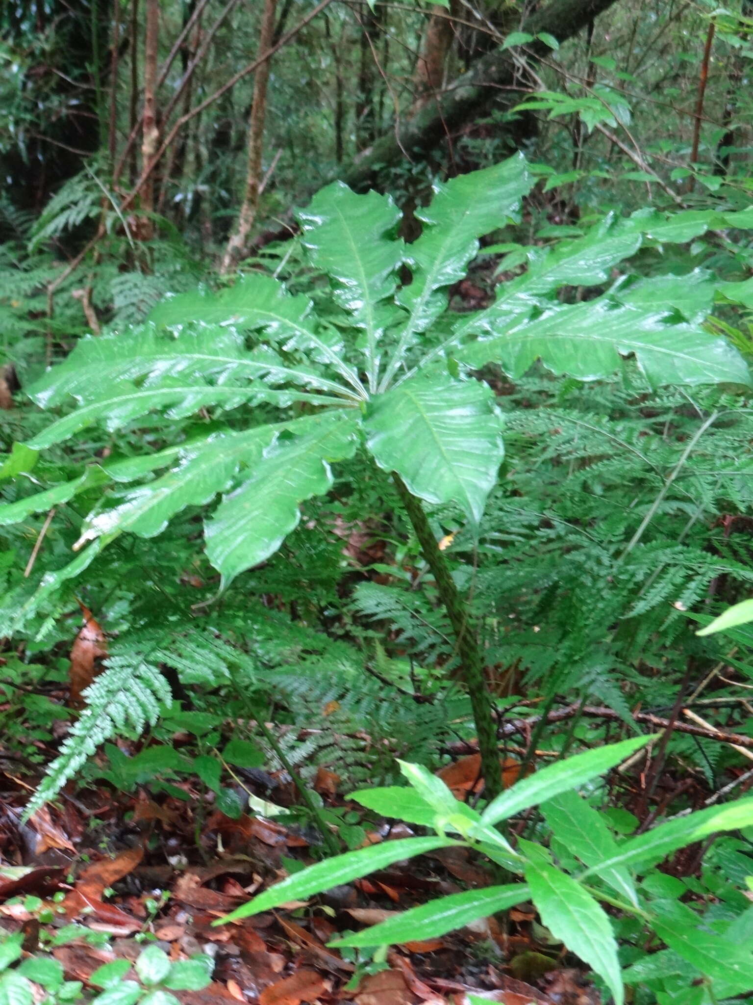 Arisaema taiwanense var. taiwanense的圖片