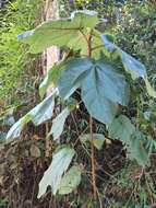 Image of Ficus triloba Buch.-Ham. ex Wall.