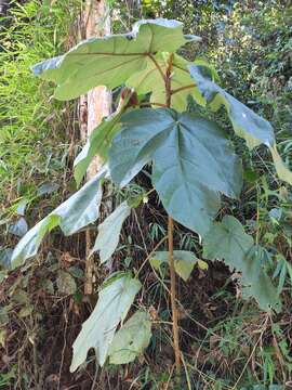 Ficus triloba Buch.-Ham. ex Wall.的圖片