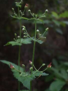 Image of Scrophularia hirta Lowe