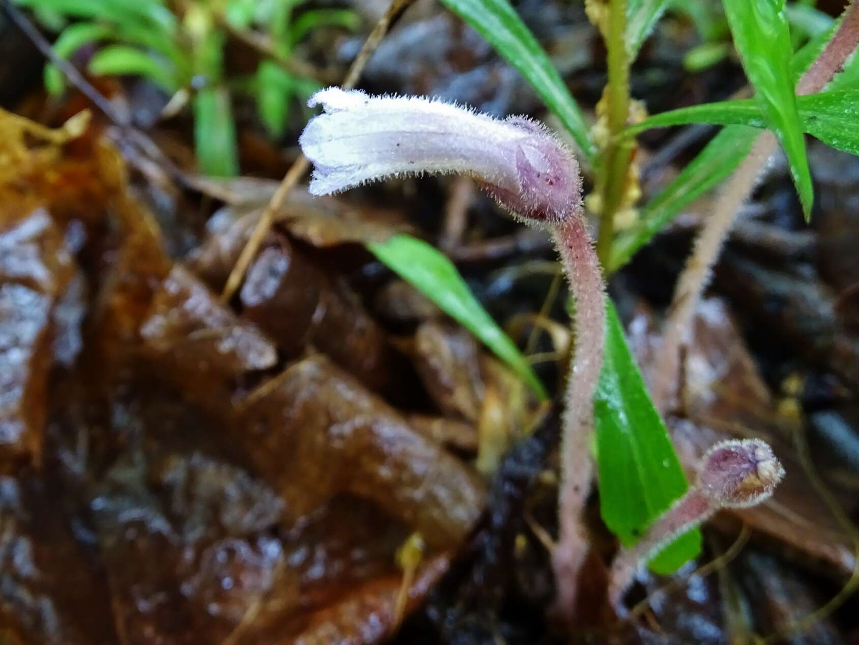 Image de Aphyllon uniflorum (L.) Torr. & A. Gray