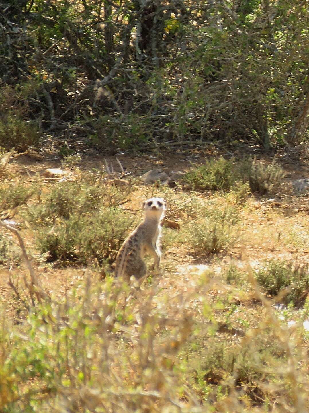 Suricata Desmarest 1804 resmi