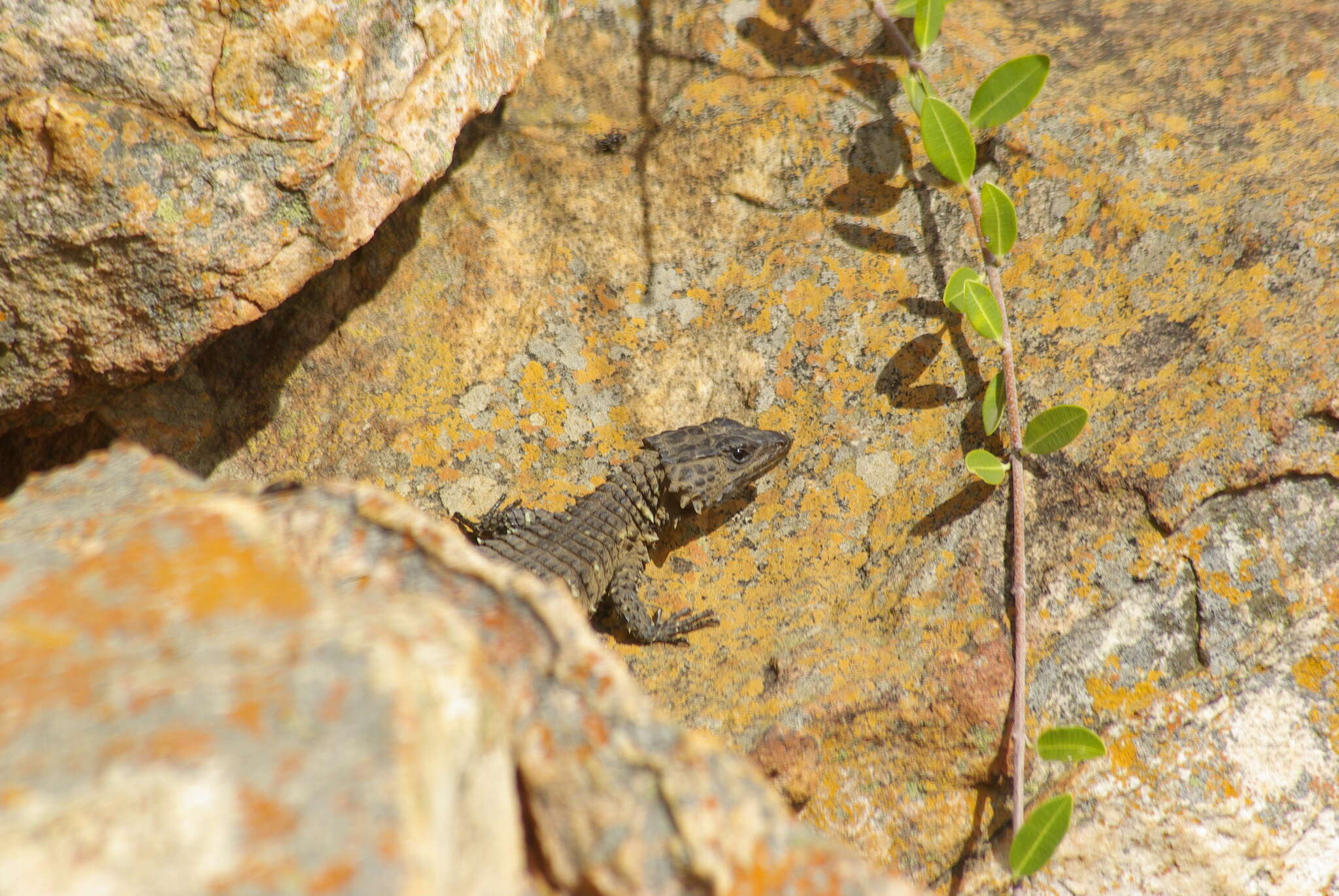 Image of Van Dam's Girdled Lizard