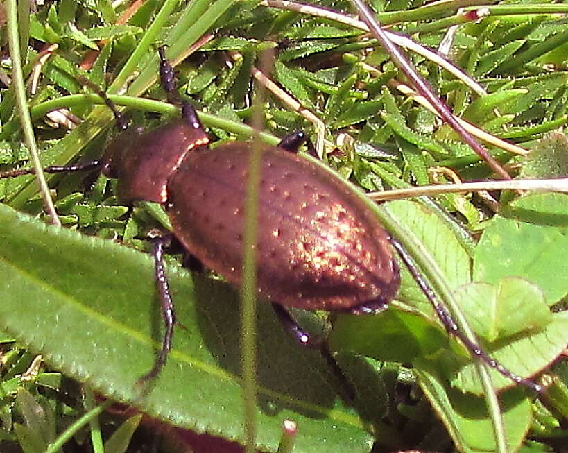 Image of Carabus (Orinocarabus) sylvestris transylvanicus Dejean 1826