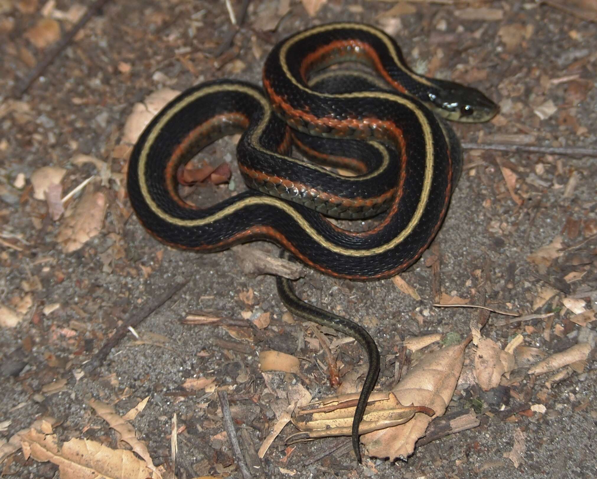 Image of Thamnophis elegans terrestris Fox 1951