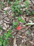 Imagem de Barleria repens Nees