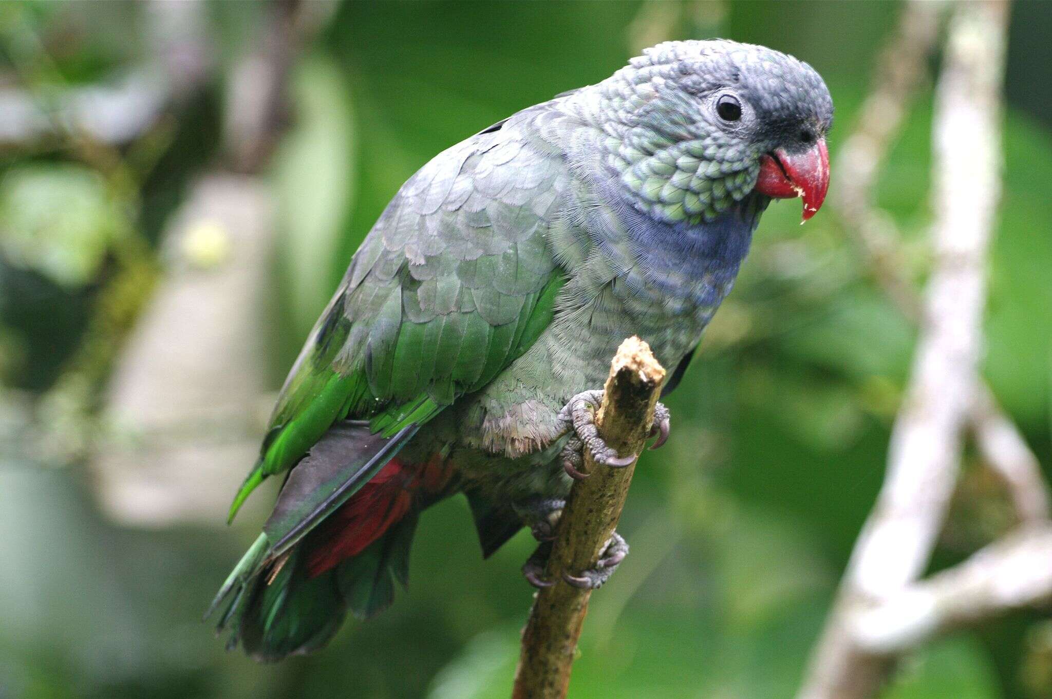 صورة Pionus sordidus corallinus Bonaparte 1854