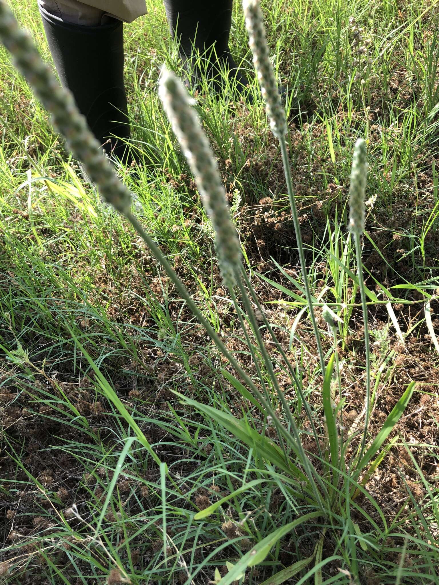 Image of Wright's plantain