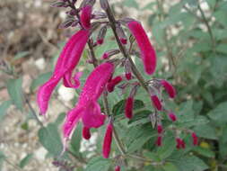 Salvia curviflora Benth. resmi