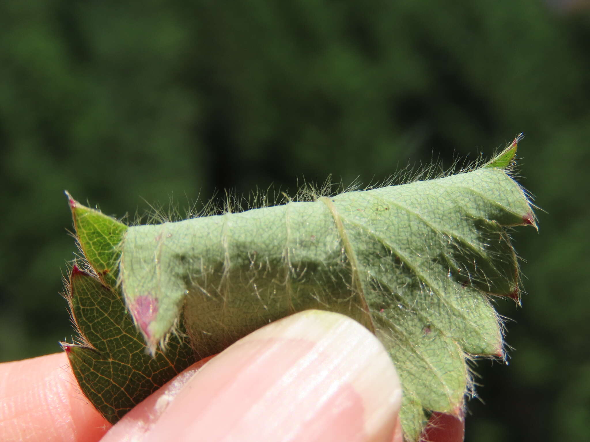 Sivun Fragaria cascadensis K. E. Hummer kuva