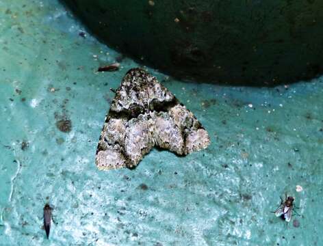 Image de Eudyops diascia Hampson 1926