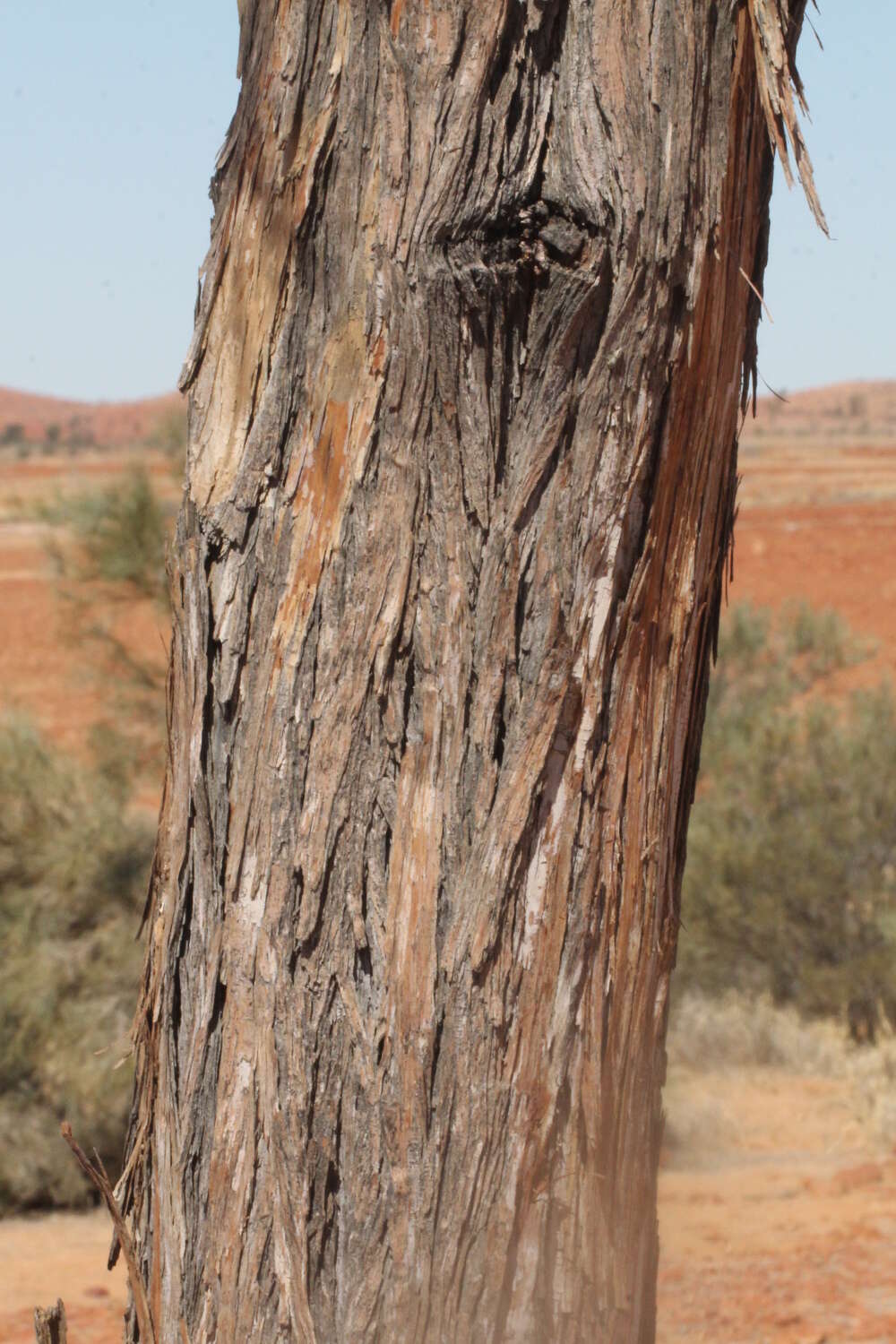 Acacia peuce F. Muell. resmi