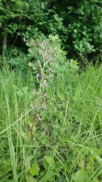 Himantoglossum adriaticum H. Baumann resmi