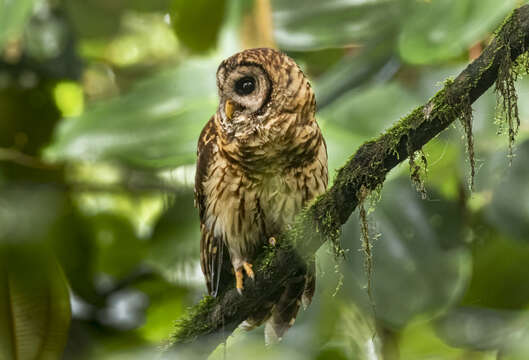 Image of Fulvous Owl