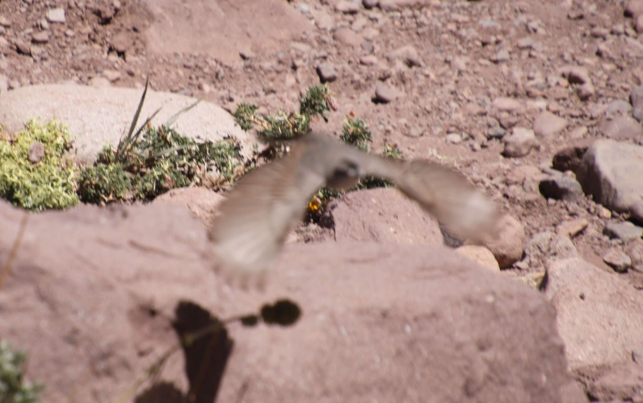 Image of Black-fronted Ground Tyrant