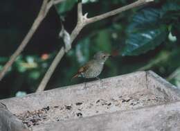 Image of Rufous-bellied Niltava