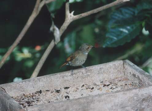 Image of Rufous-bellied Niltava