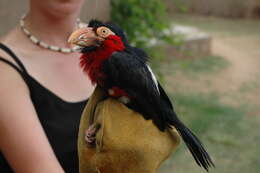 Image of Bearded Barbet