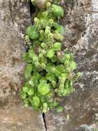 Image de Hydrocotyle hirsuta Sw.