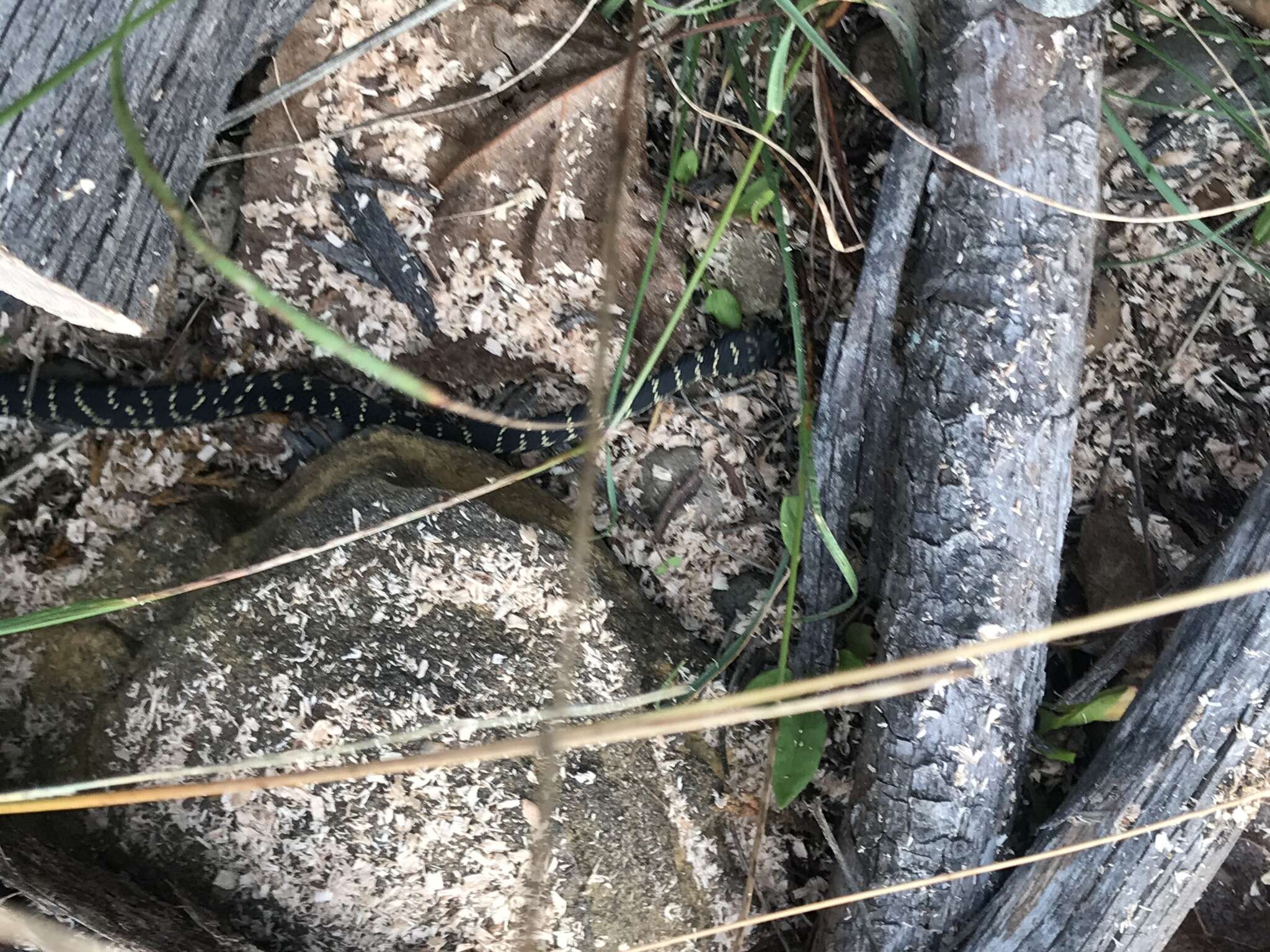 Image of Broad-headed Snake