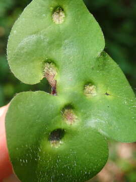 Image of Urocystis syncocca (L. A. Kirchn.) B. Lindeb. 1959