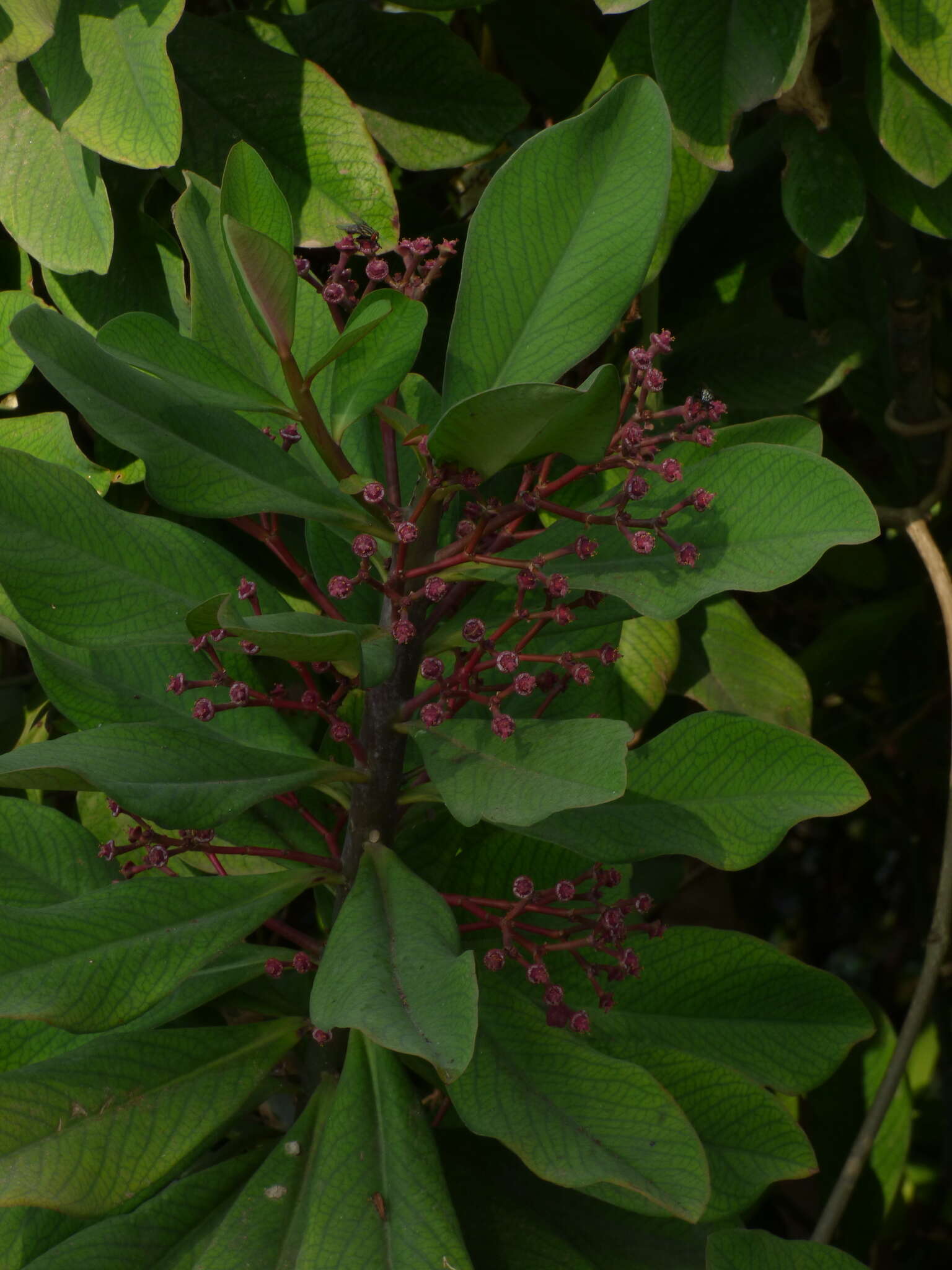 Image of Euphorbia umbellata (Pax) Bruyns