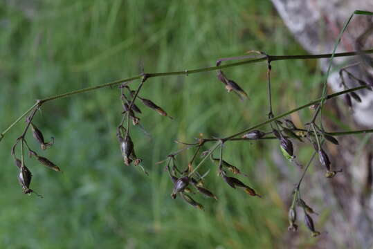 Silene nutans subsp. insubrica (Gaudin) Soldano的圖片