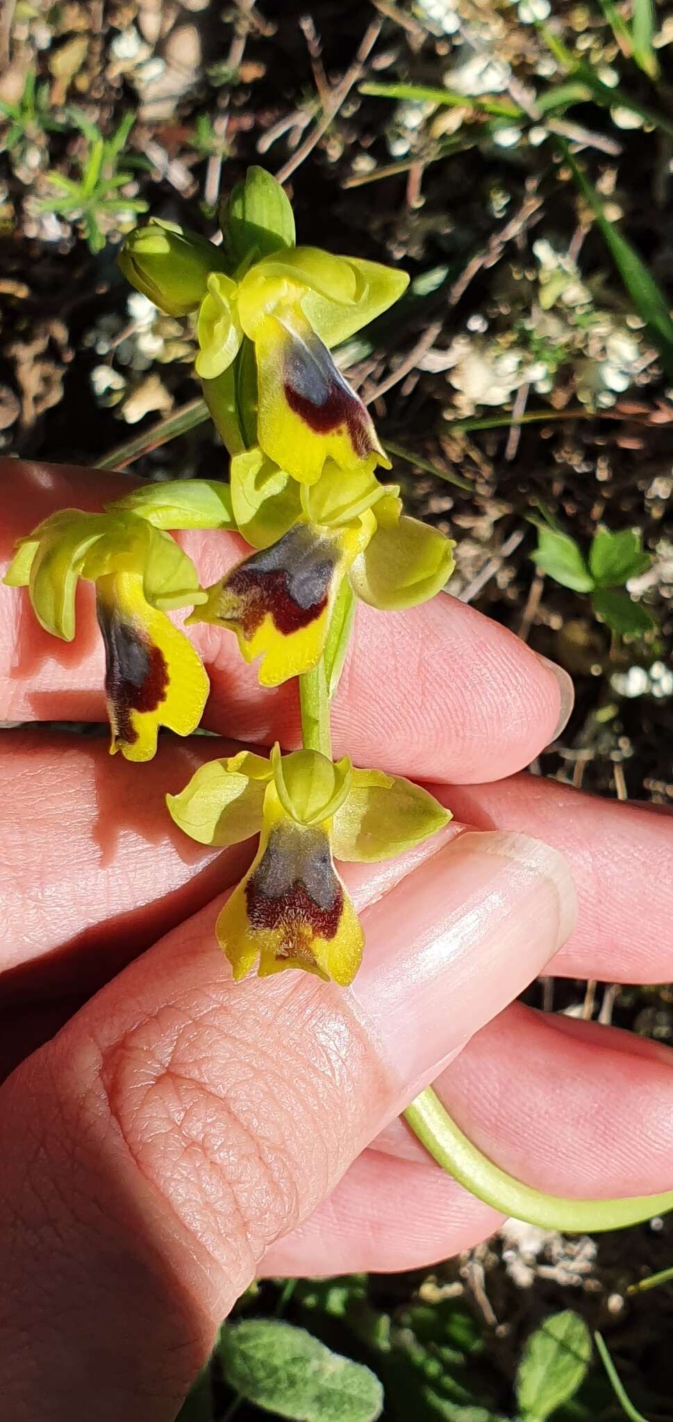 Image of Ophrys battandieri E. G. Camus