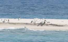 Image of Masked Booby