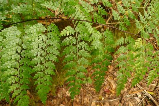 Plancia ëd Asplenium laserpitiifolium Lam.