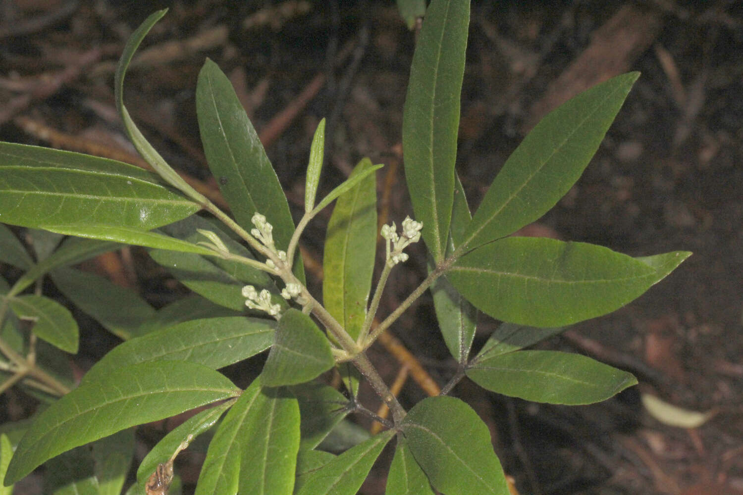 Image of Zieria arborescens Sims