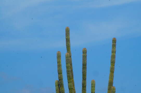 Image of Cephalocereus nudus