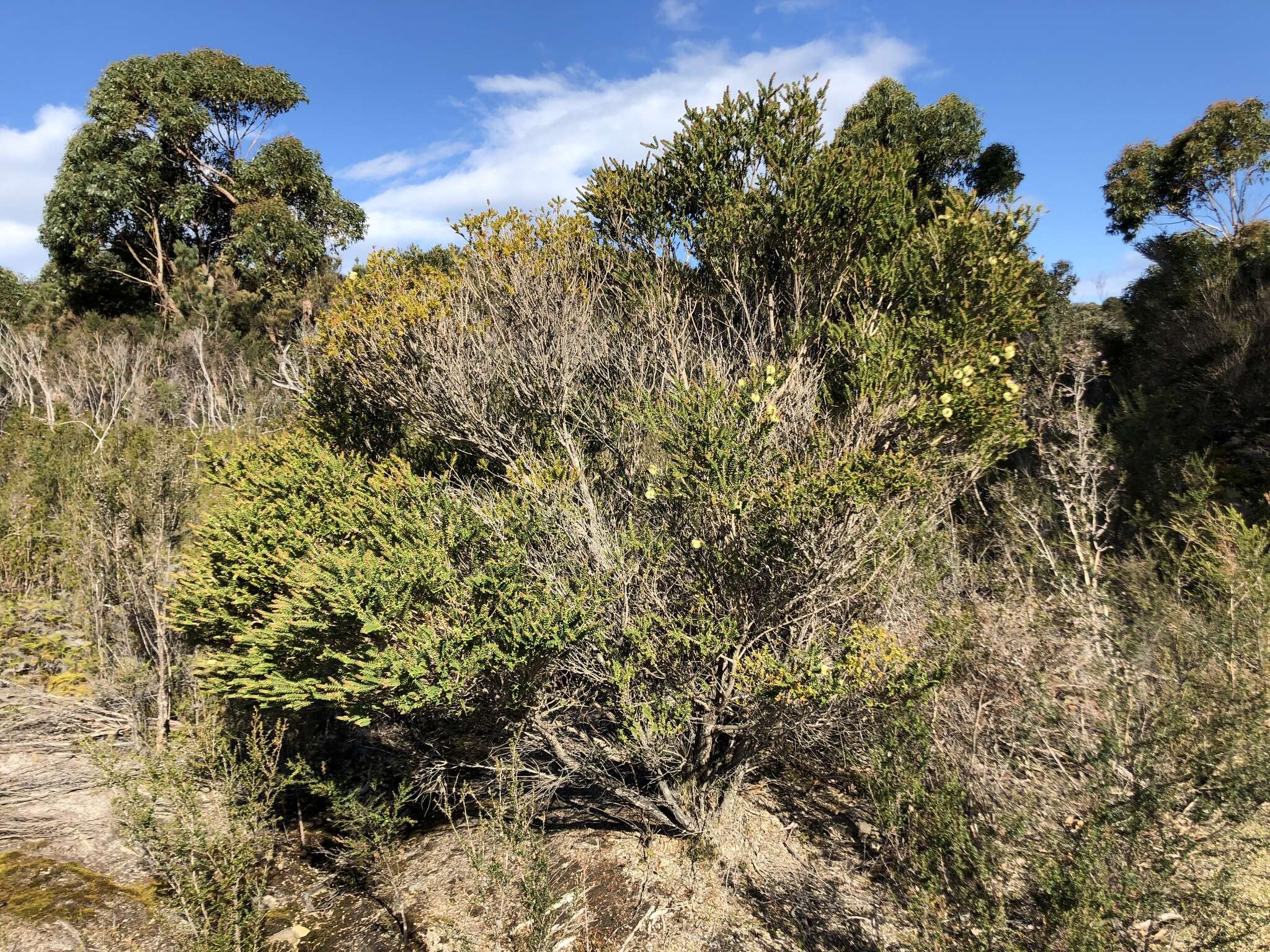 Image of bottlebrush teatree