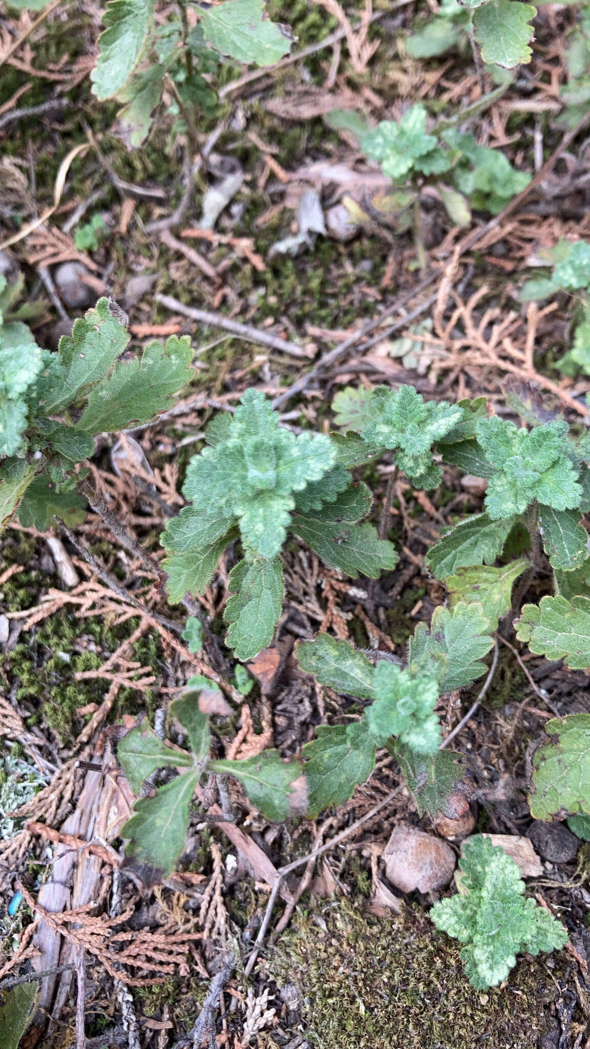 Image de Teucrium chamaedrys subsp. nuchense (K. Koch) Rech. fil.