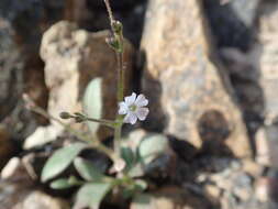 Image of Psammophiliella bellidifolia (Boiss.) S. S. Ikonnikov