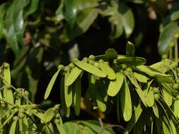 Image of Ventilago madraspatana Gaertn.