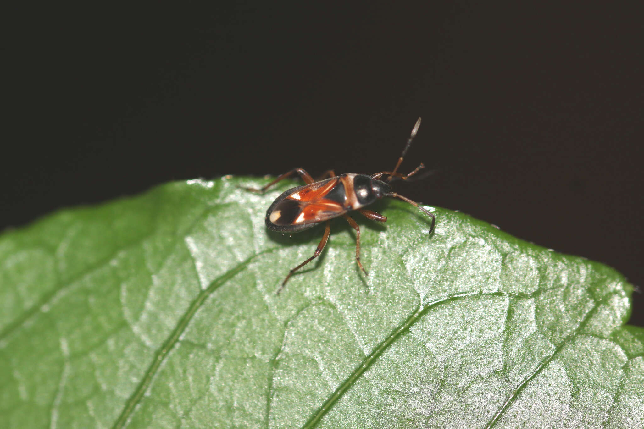 Image of Raglius alboacuminatus (Goeze 1778)