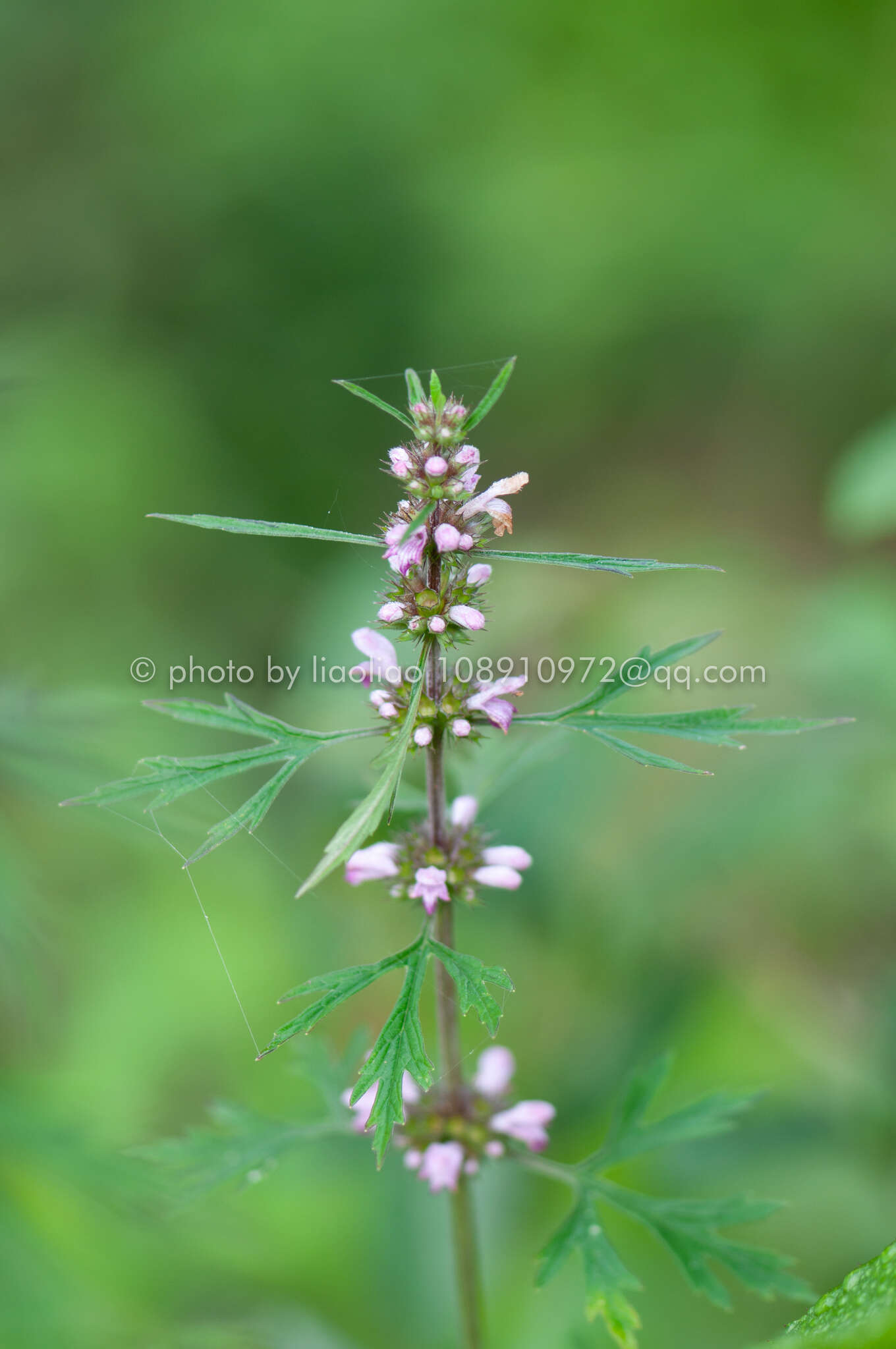 Image of Chinese motherwort