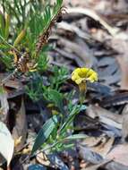 Image of Goodenia glauca F. Müll.