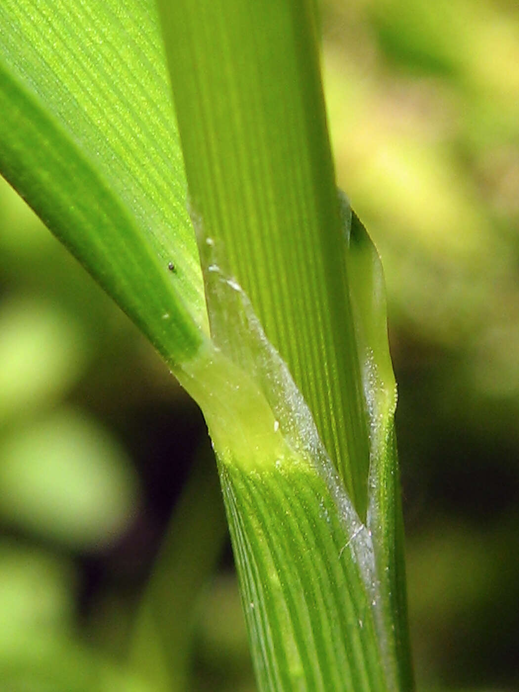 Image of Glyceria lithuanica (Gorski) Gorski