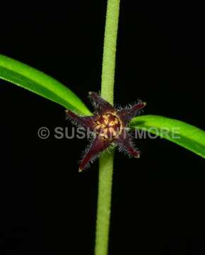 Image of Ceropegia ariyittaparensis