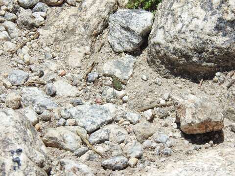 Image of Cicindela (Cicindela) maroccana Fabricius 1801