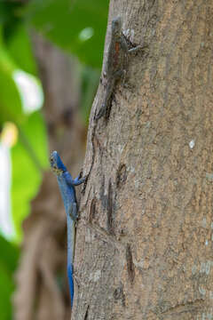 Image of Agama mucosoensis Hellmich 1957